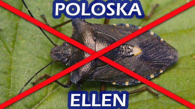 poloska ellen védekezés